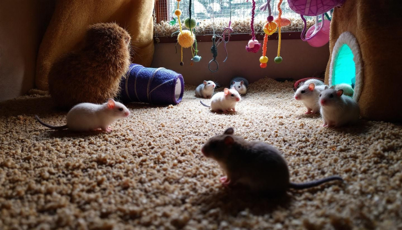 Comment choisir le meilleur habitat pour votre rongeur ?